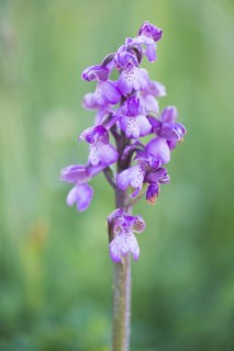 Early purple orchid