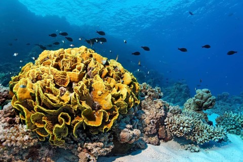 Yellow scroll coral