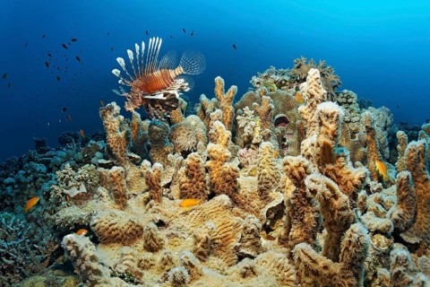 Indian lionfish