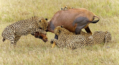 Four male cheetahs