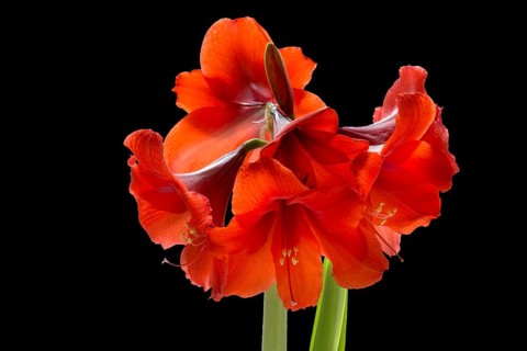 Amaryllis flowers on a white background