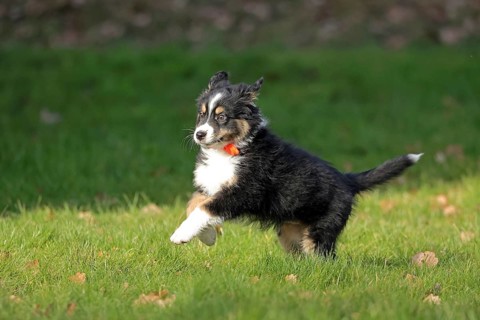 Australian Shepherd