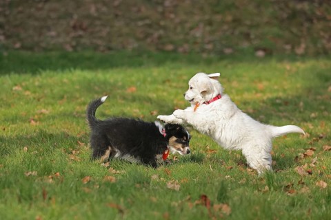 Golden Retriever and Australian Shepherd