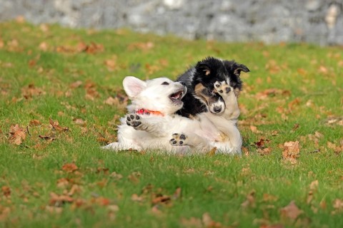 Golden Retriever and Australian Shepherd
