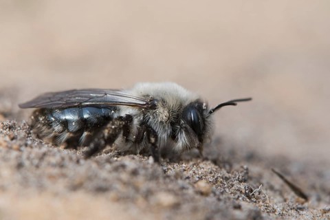 Grey sand bee