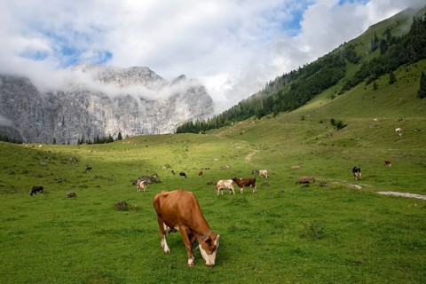 Cows on pasture
