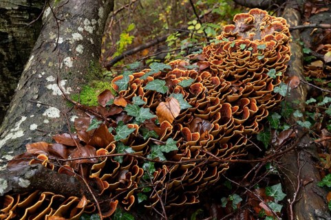 Brown velvet layer fungus