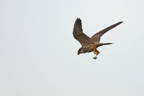 Eurasian hobby