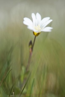 Greater stitchwort