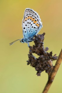 Silver-studded blue