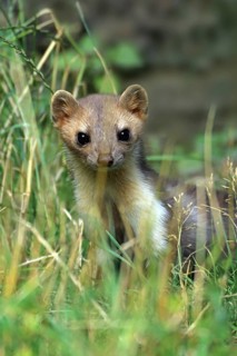 Beech marten