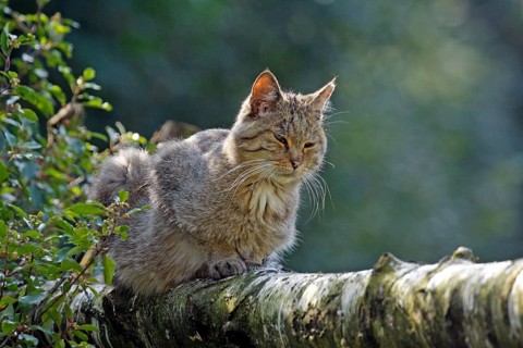 Wildcat