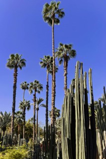 Jardin Majorelle