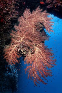 Large Godefroy's cherry blossom coral