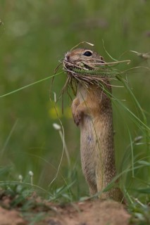 European ground squirrel