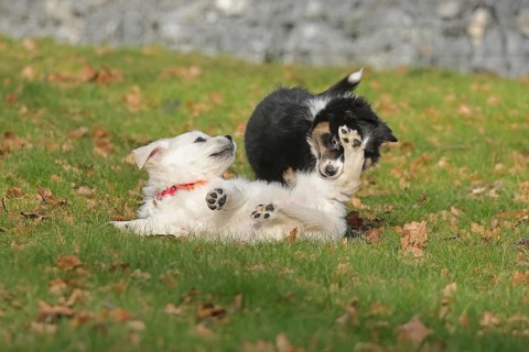 Golden Retriever and Australian Shepherd