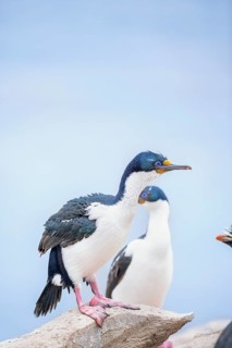 Imperial shags