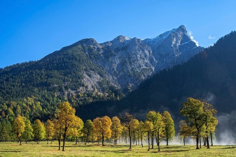 Mountain maple trees in autumn