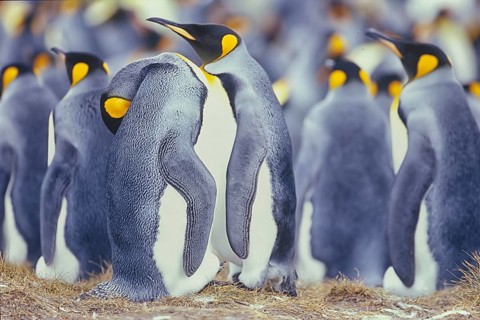 King penguins