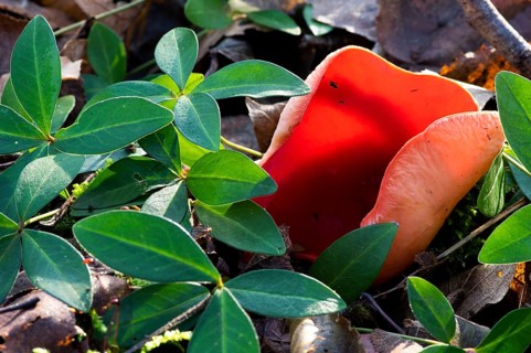 Scarlet elf cup