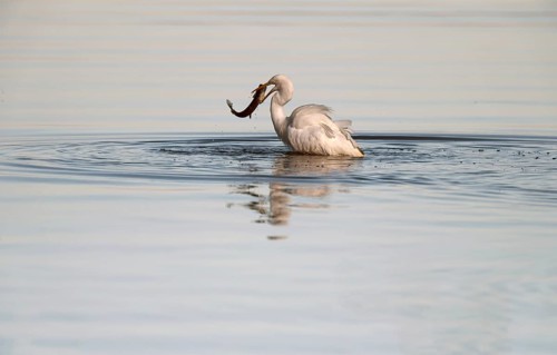 Great White Egret