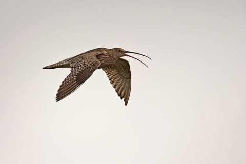 Curlew