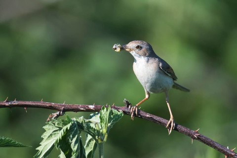Common whitethroat