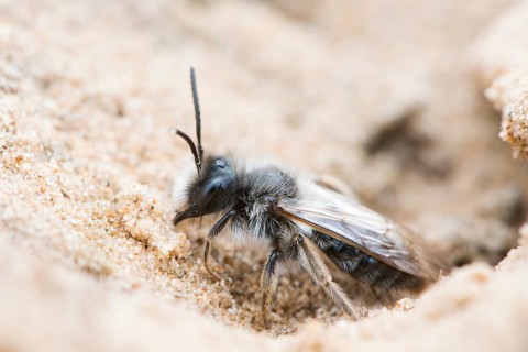 Ashy mining bee