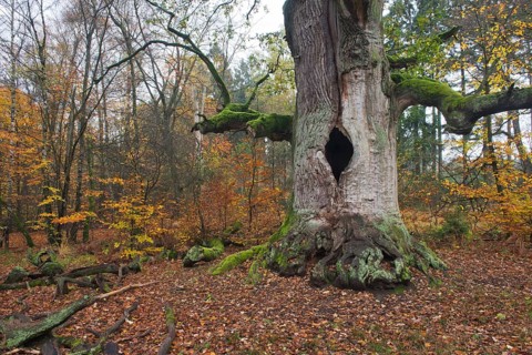 Old hute oak