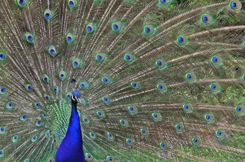 Indian peafowl
