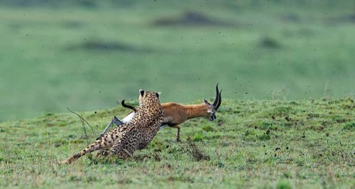 Cheetah