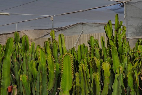 Greenhouse with several candelabra tree