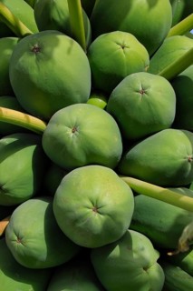 Green papaya on tree