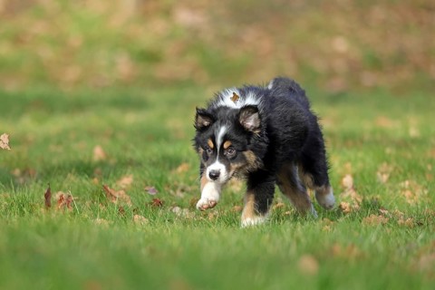 Australian Shepherd