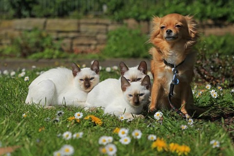 Young Thai cats and Chihuahua