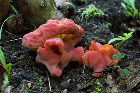 Apricot jelly