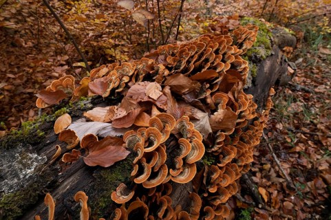 Leaf fungus