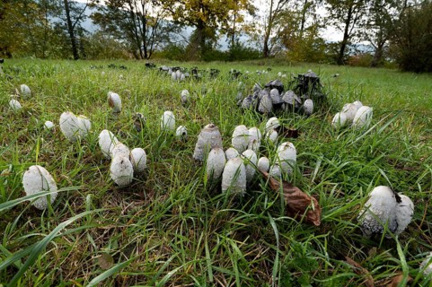 Shaggy ink cap