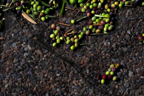 Olive harvest