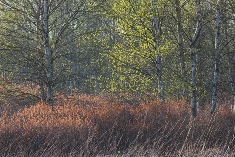 Warty birch