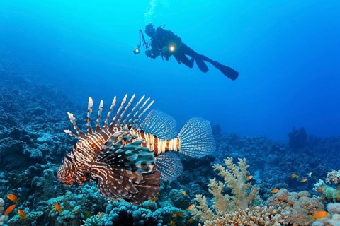 Diver