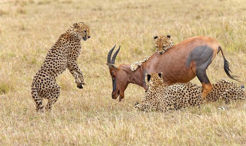 Four male cheetahs