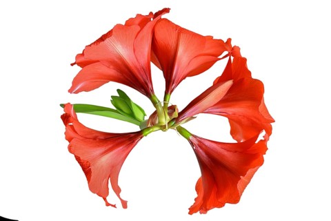 Amaryllis flowers on a white background
