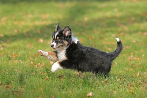 Australian Shepherd