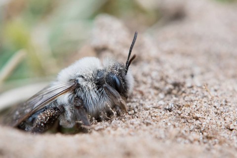 Grey sand bee