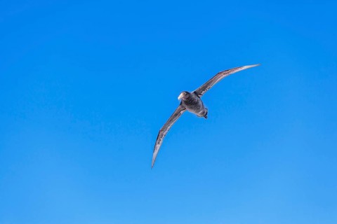Giant Petrel