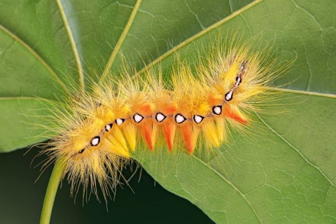 Sycamore moth
