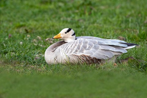 Bar-headed goose