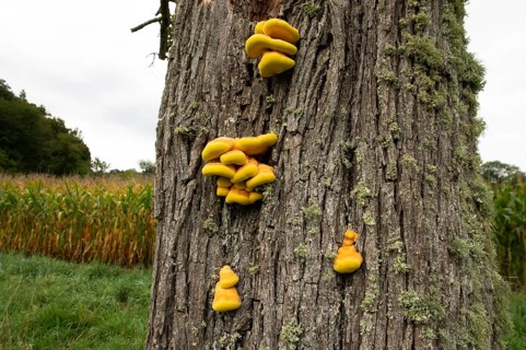 Sulphur polypore