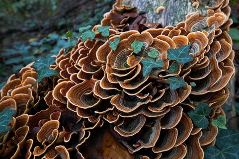 Brown velvet layer fungus